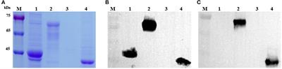 Generation of a monoclonal antibody against duck circovirus capsid protein and its potential application for native viral antigen detection